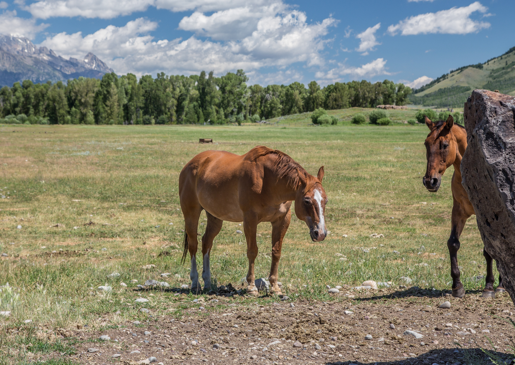 Grand Teton paarden | Campers Amerika