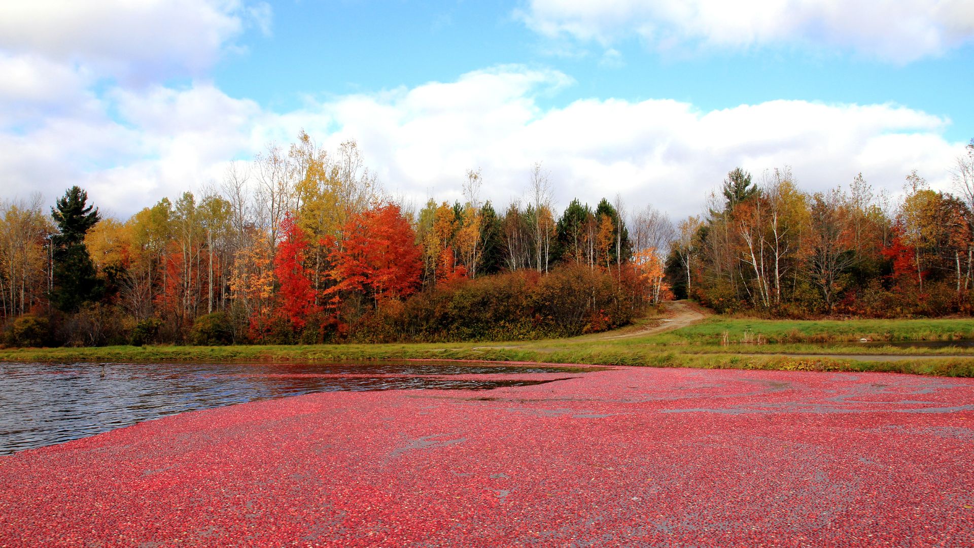 Cranberry festival, Wisconsin
