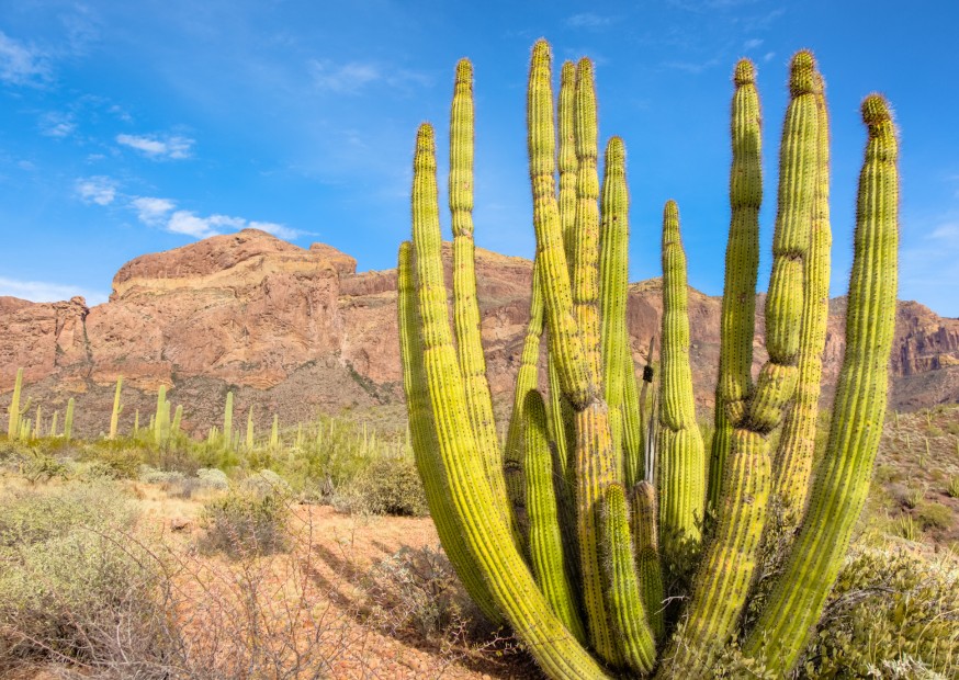 Organ Pipe NP Arizona | Campers Amerika