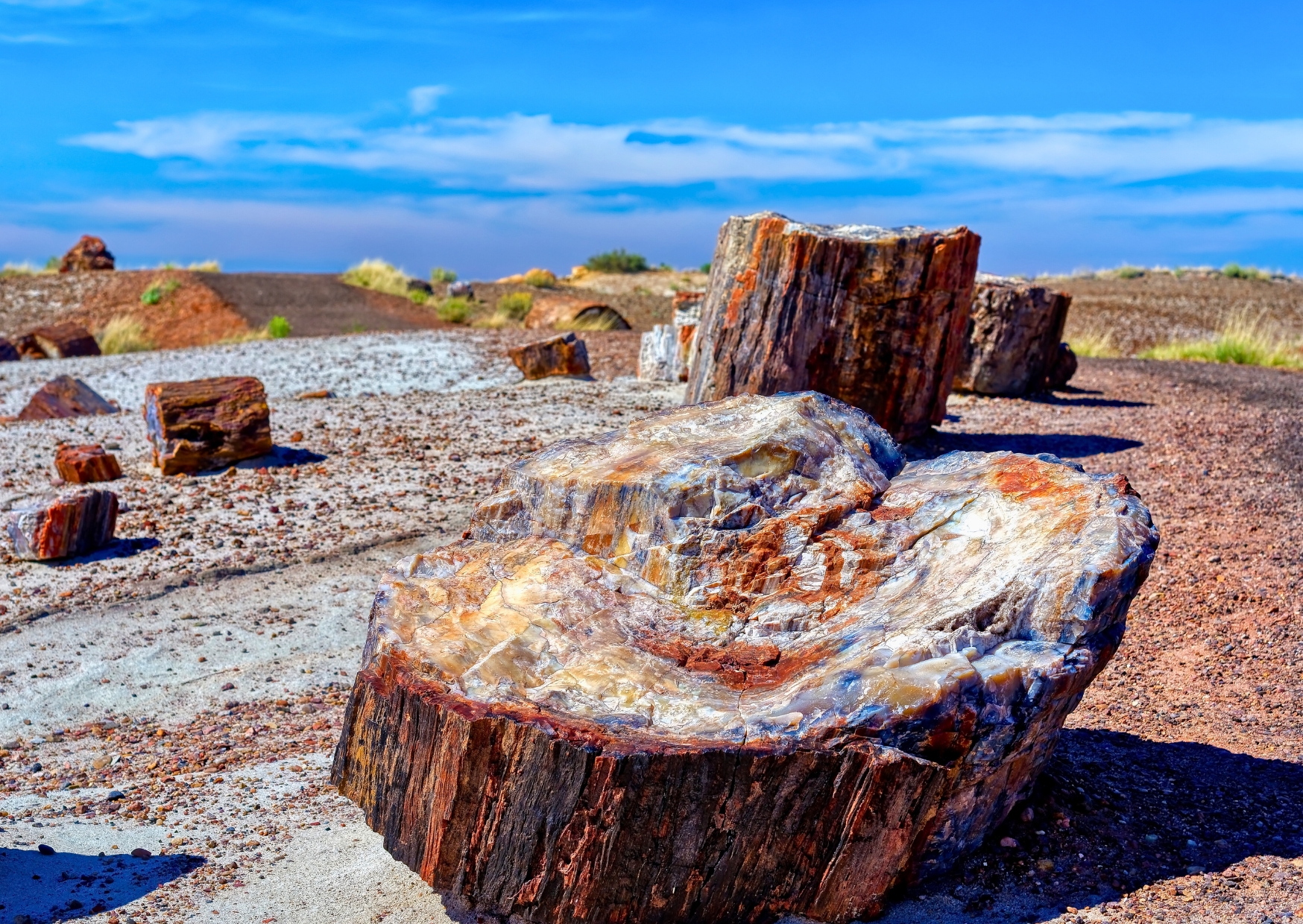 Petrified Forest | Campers Amerika
